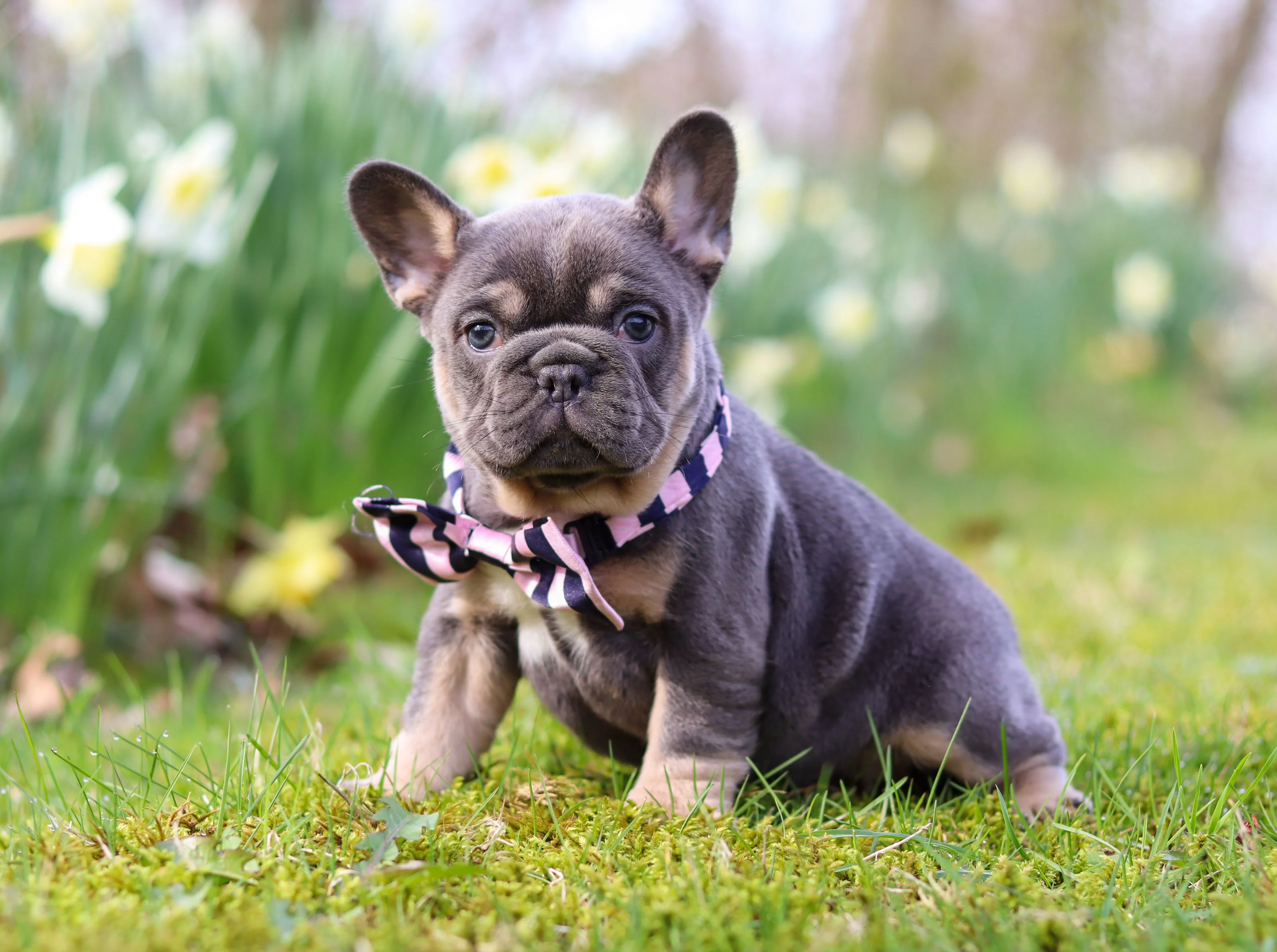 French Bulldog puppy